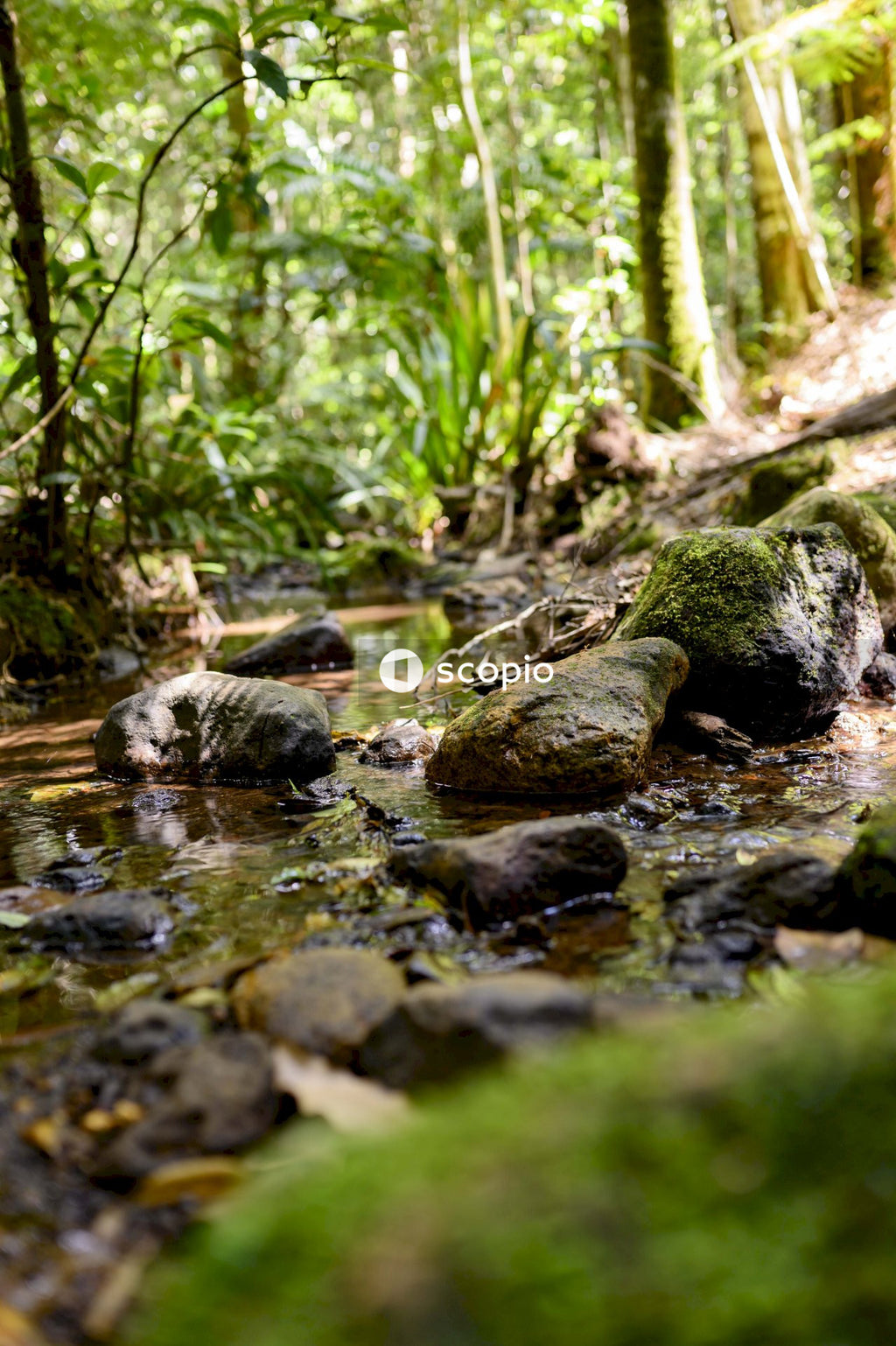 Green moss on brown rocks on river