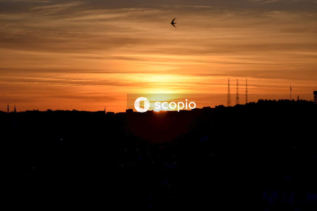 Silhouette of bird flying over the city during sunset