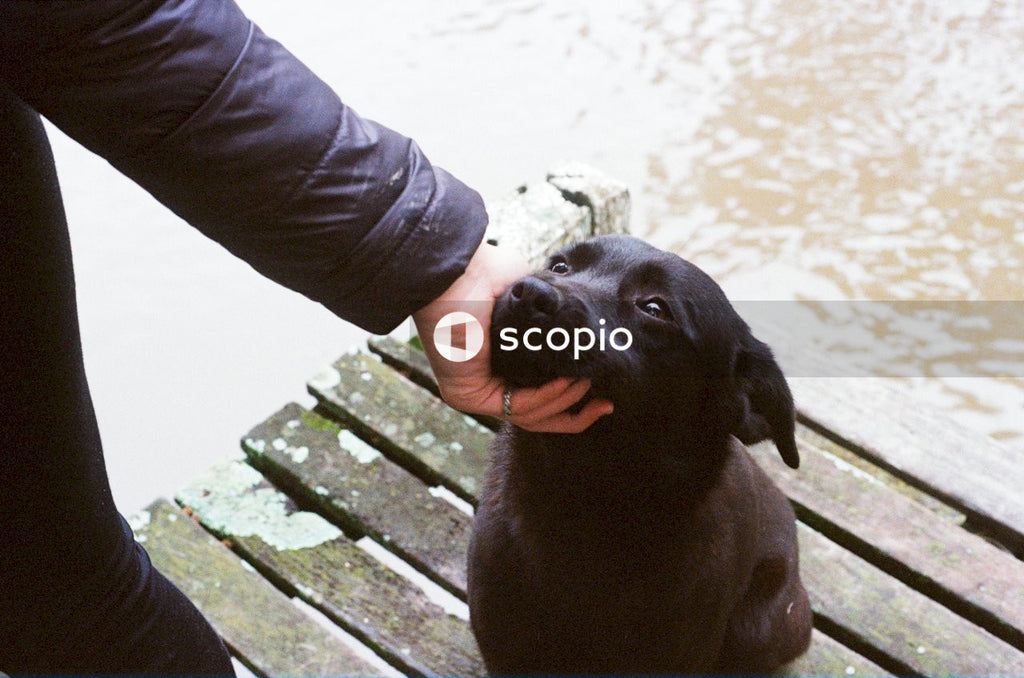 Person Pets Furry Friend on Wooden Dock
