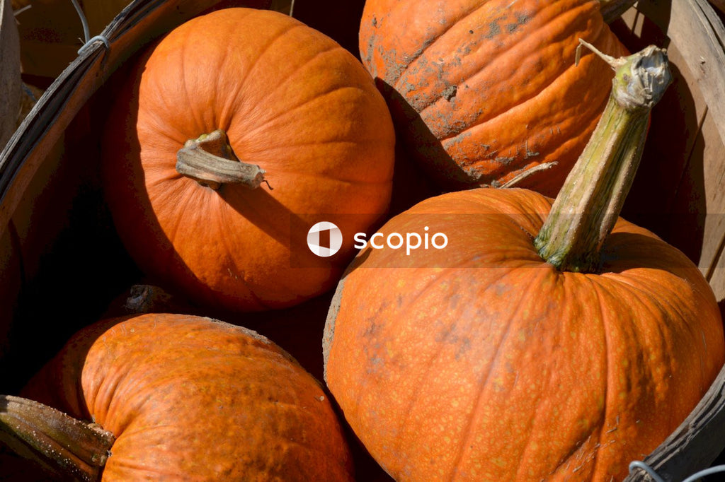 Four pumpkins in basket in daylight