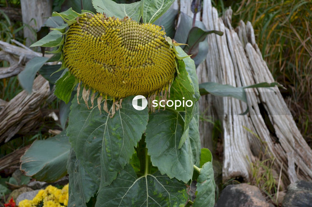 Heavy drooping sunflower