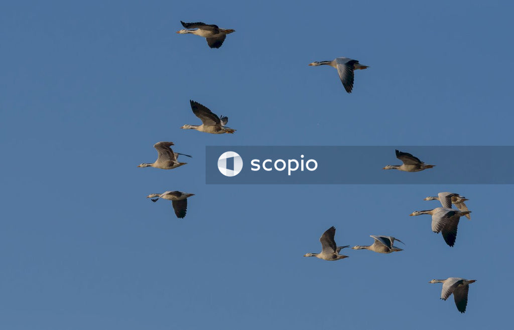 Flock of birds flying under blue sky