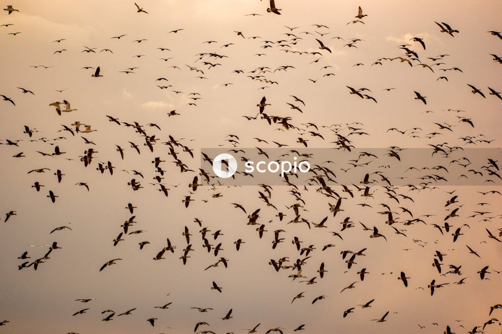 Flock of birds flying under white clouds