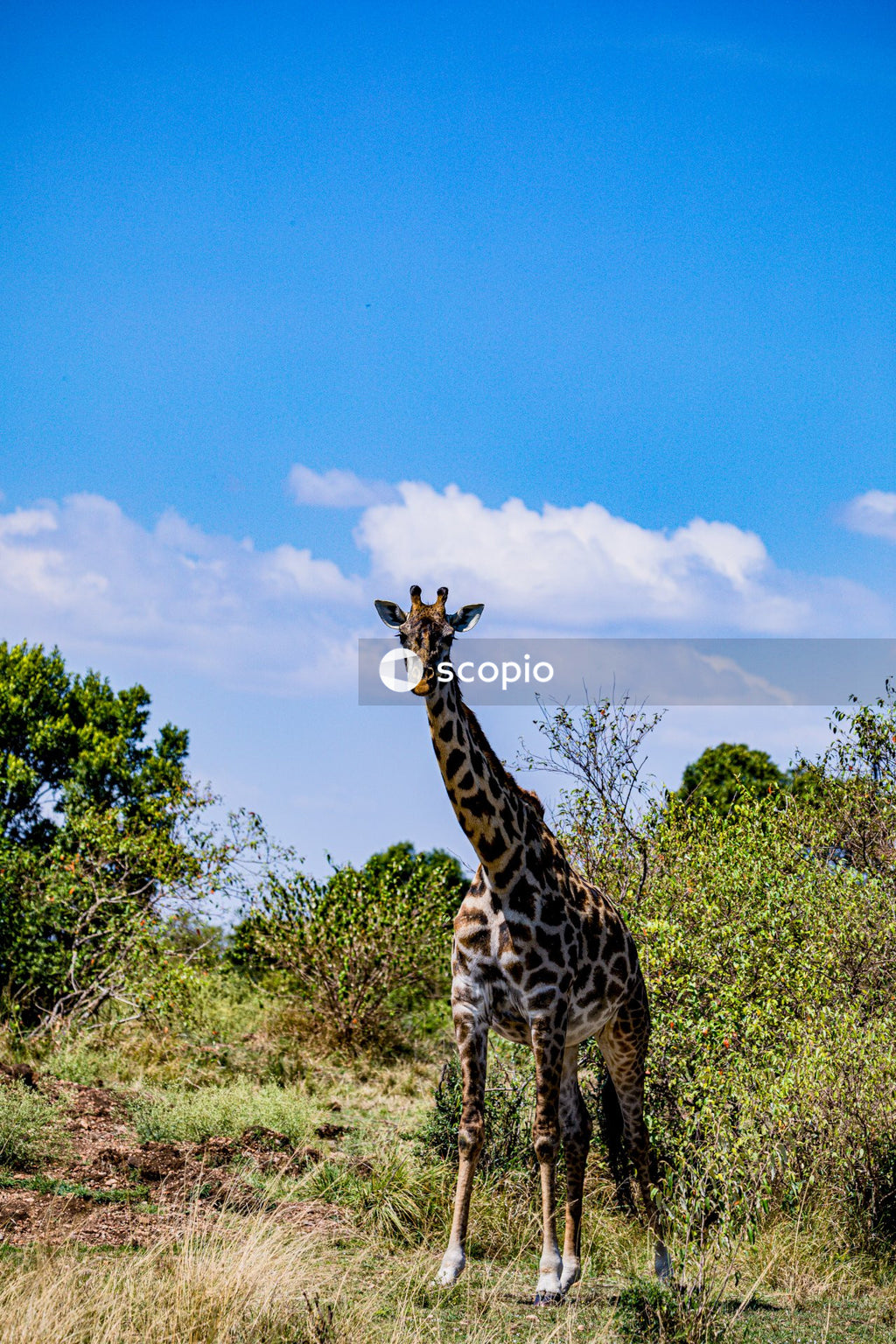 Giraffe standing on green grass field