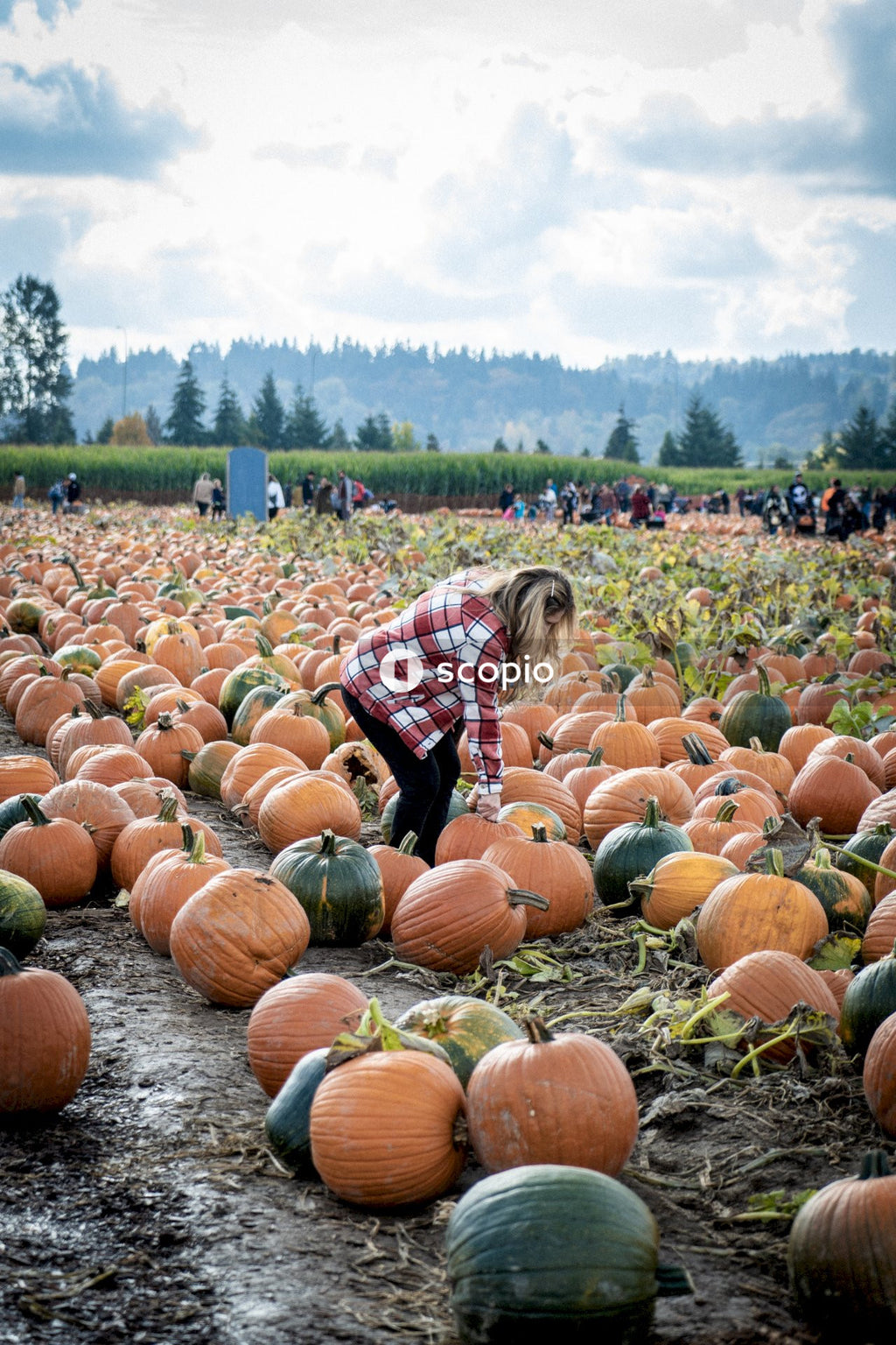 Girl in flannel at a pumpkin patch