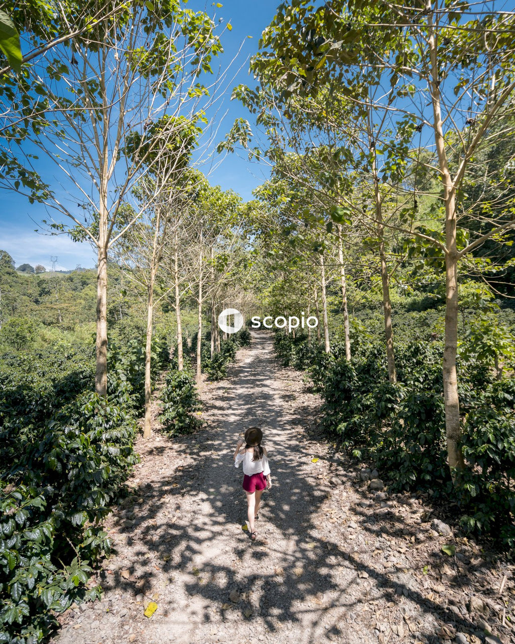Girl  walking on dirt road between green trees