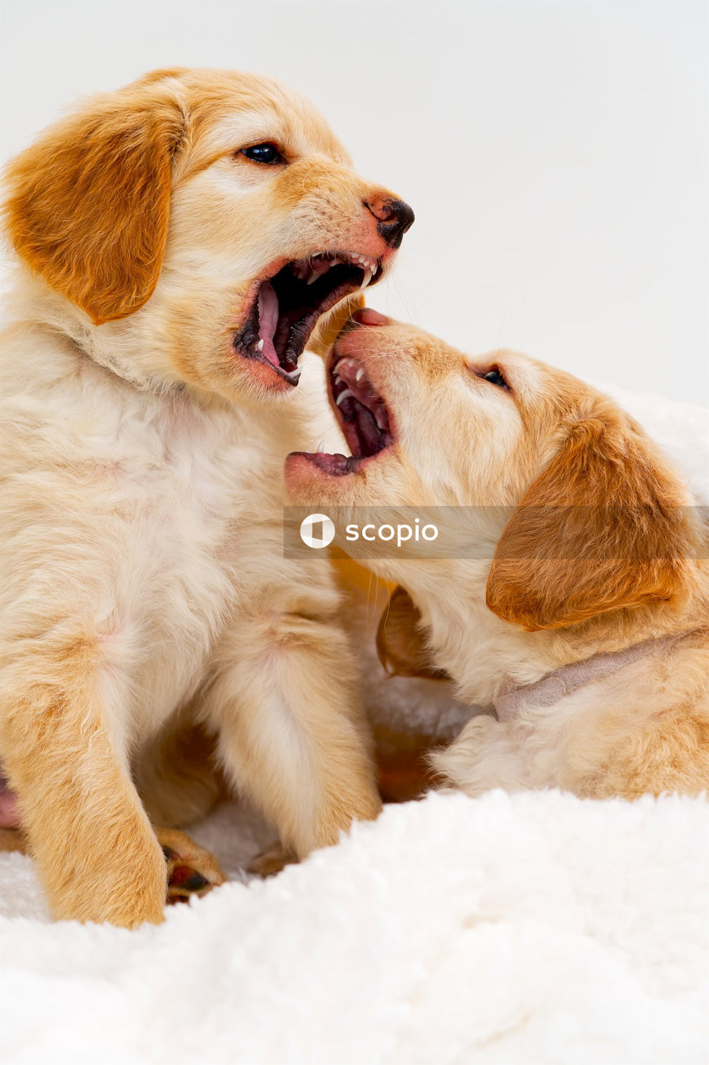 Golden retriever puppy on snow covered ground