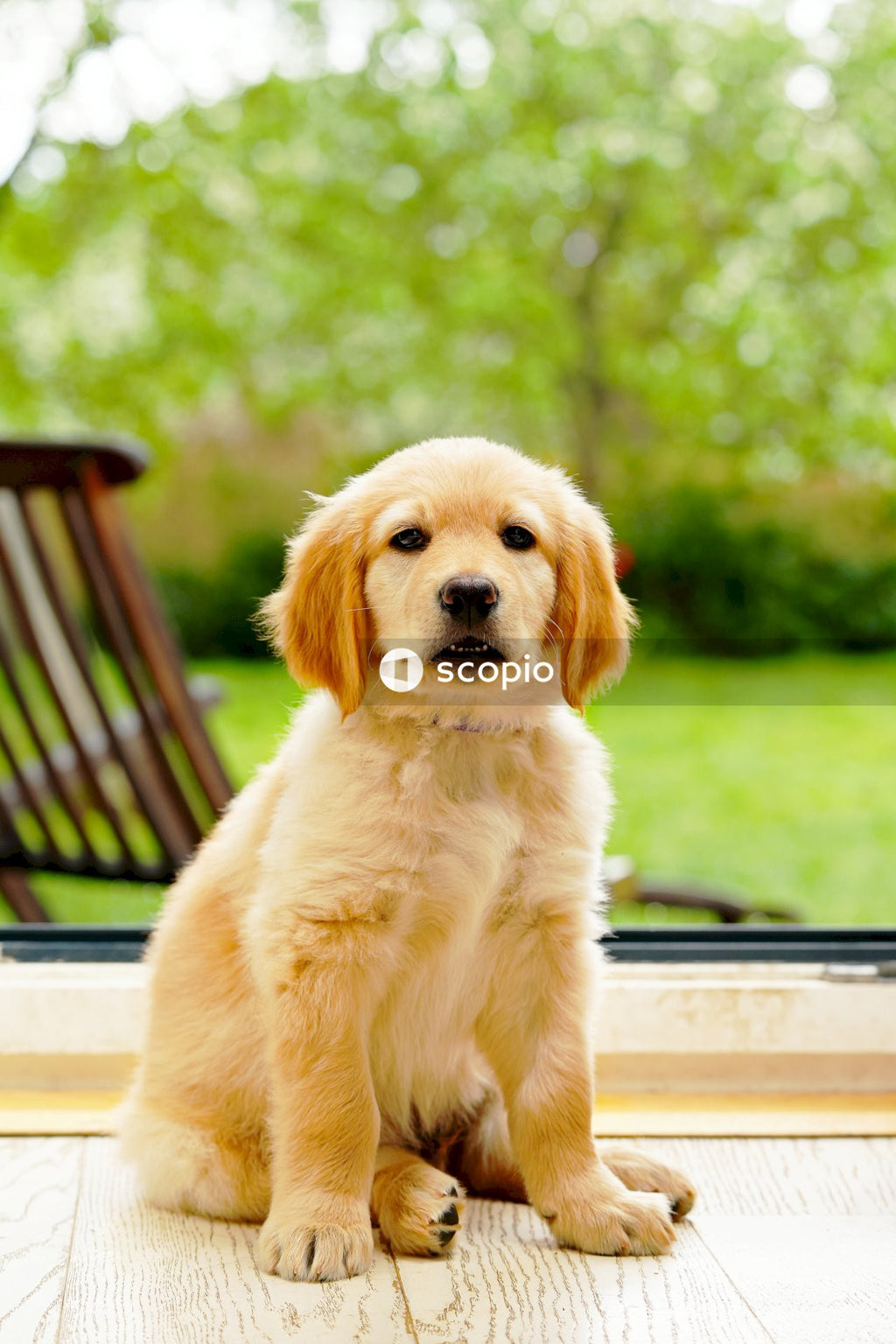 Golden retriever puppy sitting on brown wooden bench