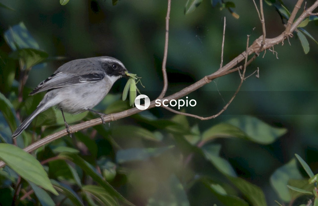 Gray and white bird on tree branch