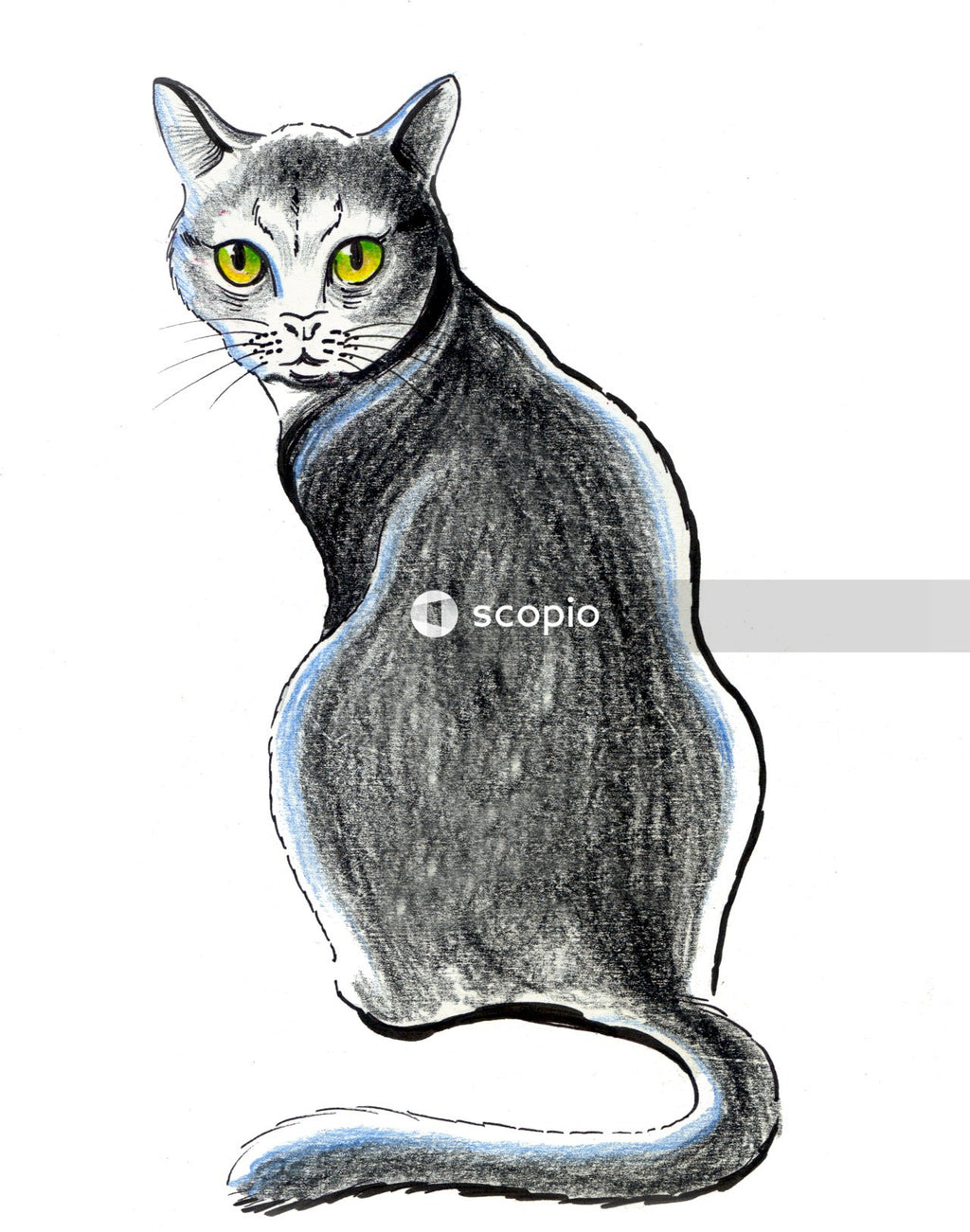 Gray cat in black background