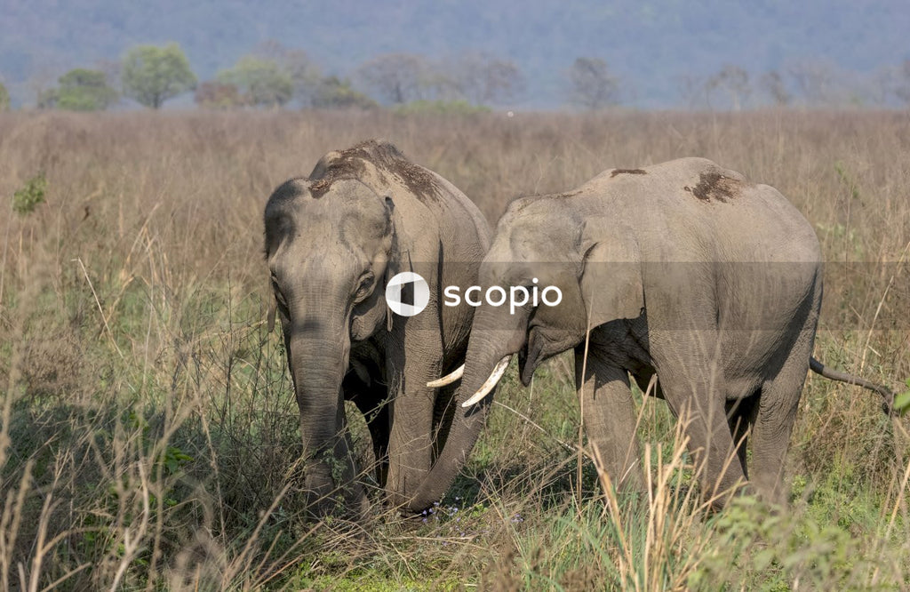 Asian elephant in the forest of Jim corbett