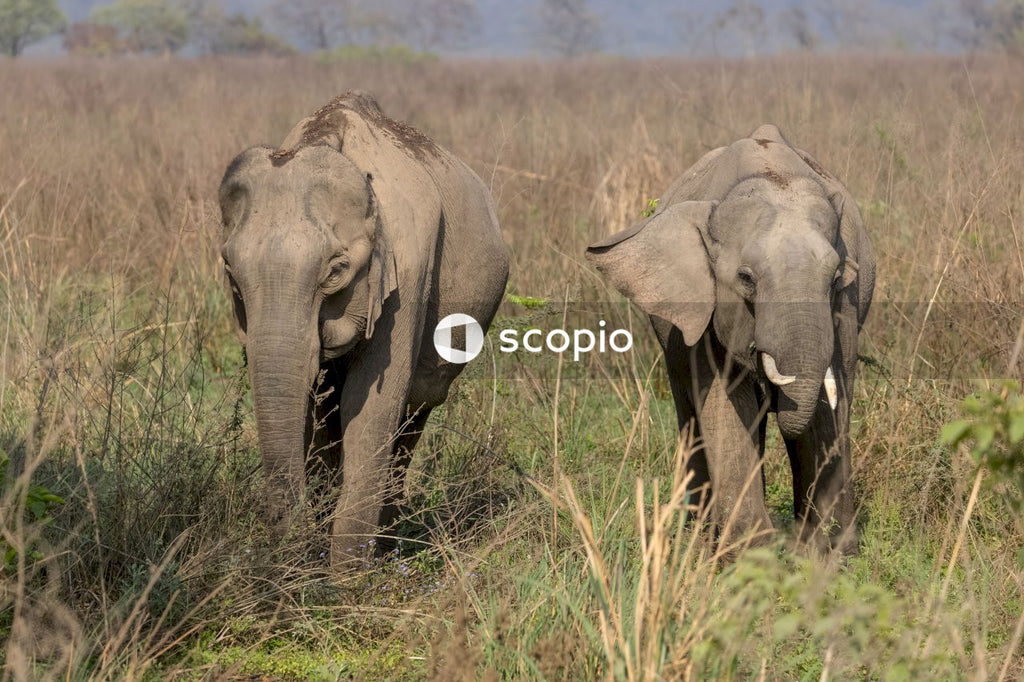 Gray elephant on brown grass field