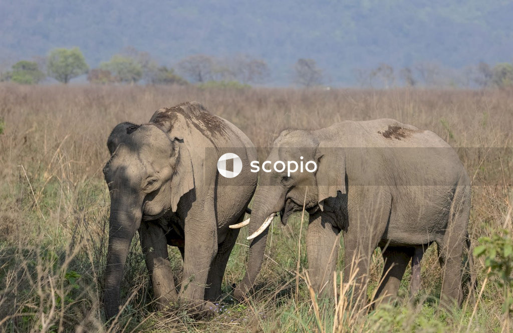 Gray elephant on brown grass field