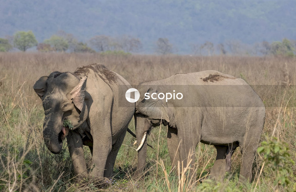 Asian elephant in the forest of Jim corbett
