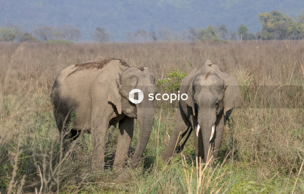 Asian elephant in the forest of Jim corbett