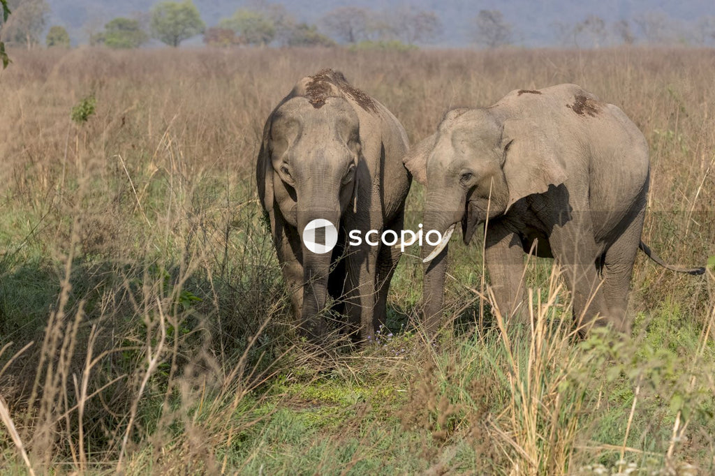 Gray elephant on green grass field