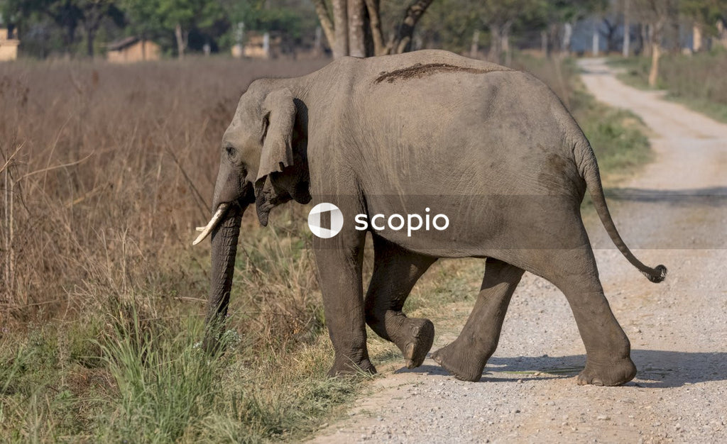 Gray elephant walking on dirt road