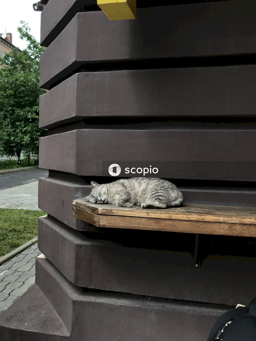 Gray tabby cat lying on brown wooden table