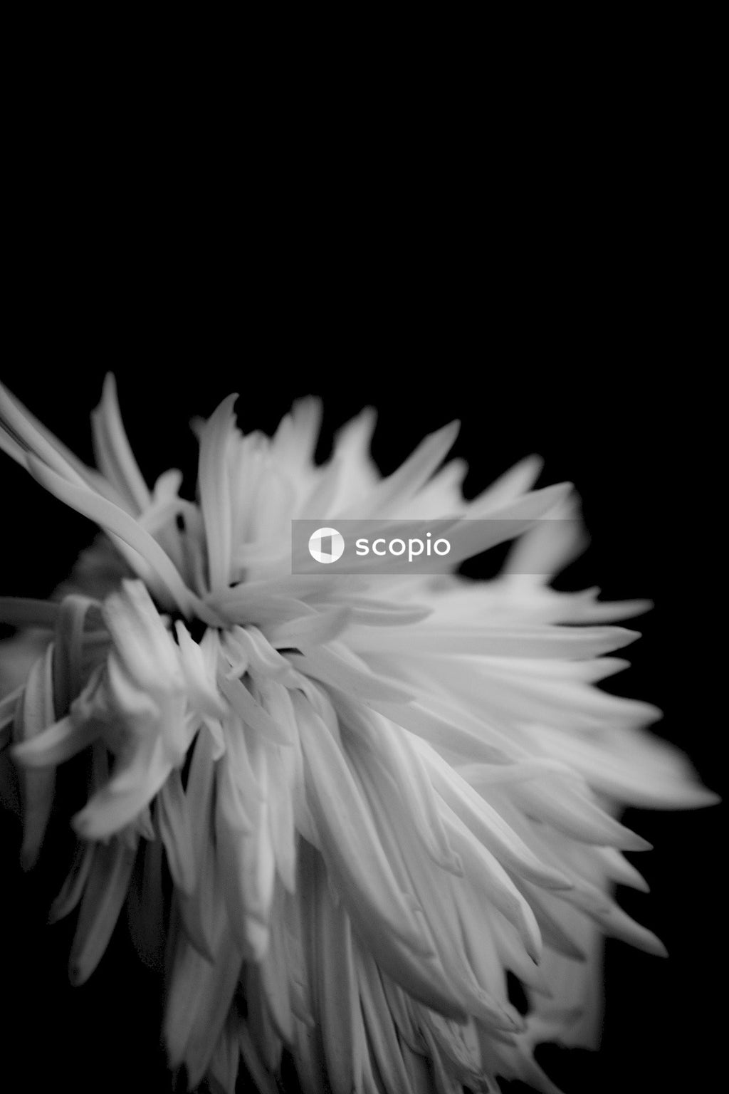 Grayscale photo of a flower