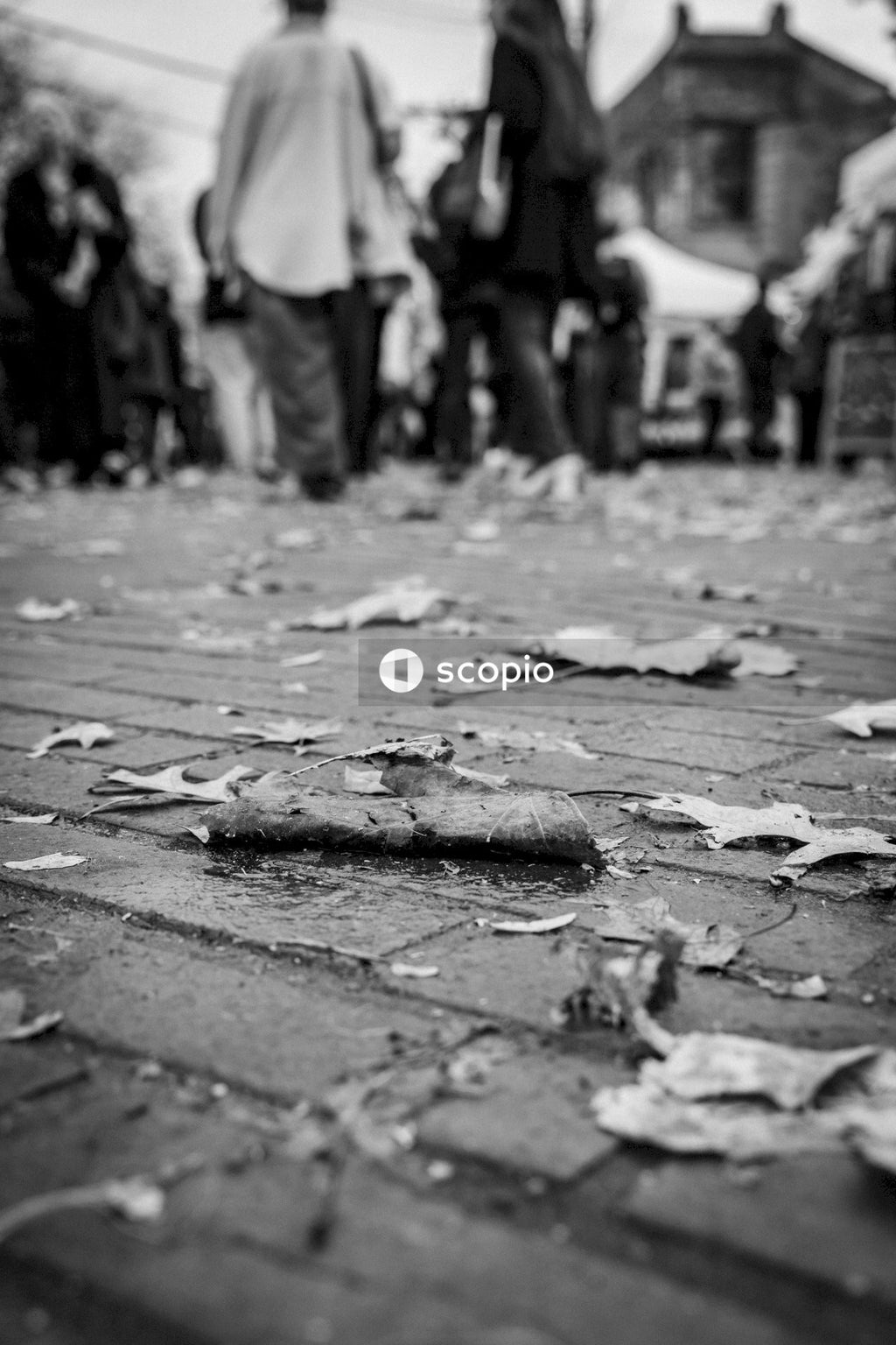 Grayscale photo of dried leaves on ground
