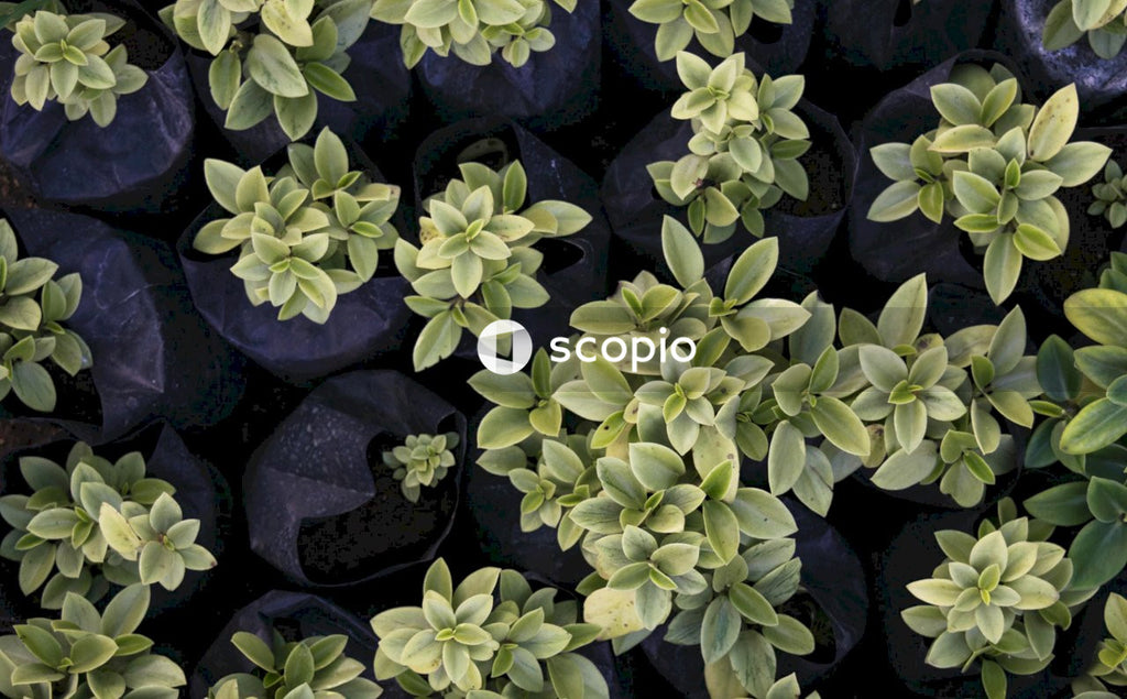 Green and purple plant on black stone
