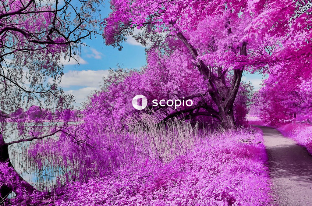 Green and purple trees under blue sky