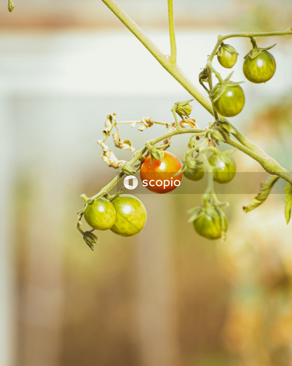 Green and red round fruits