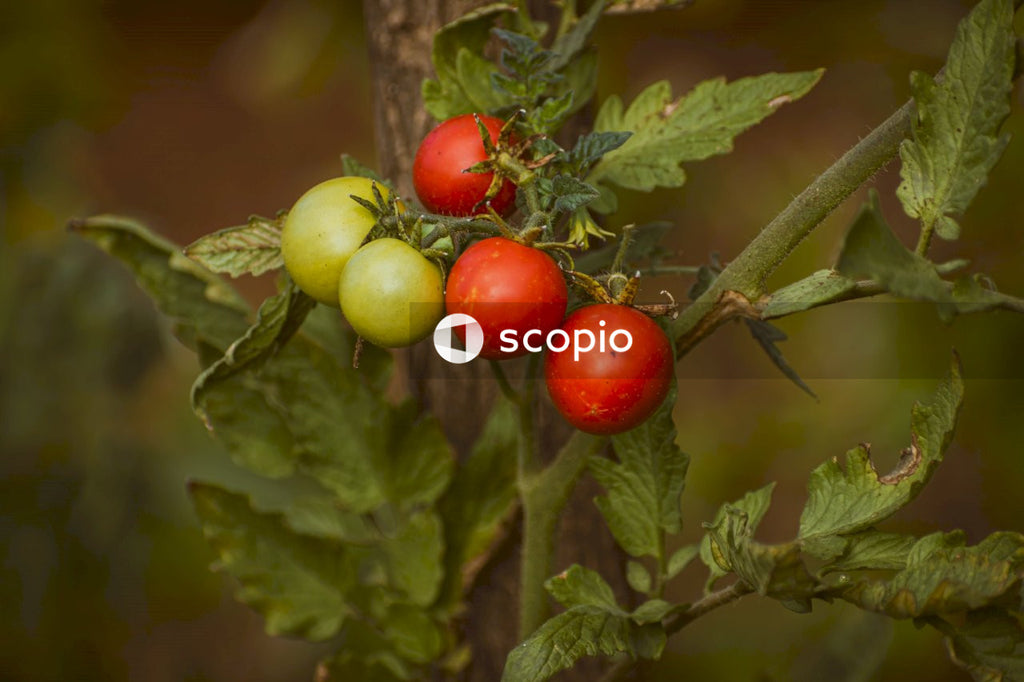 Green and red round fruits