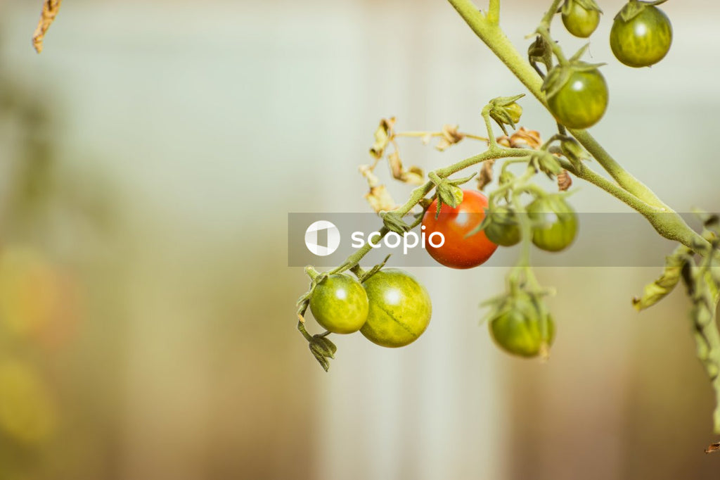 Green and red round fruits