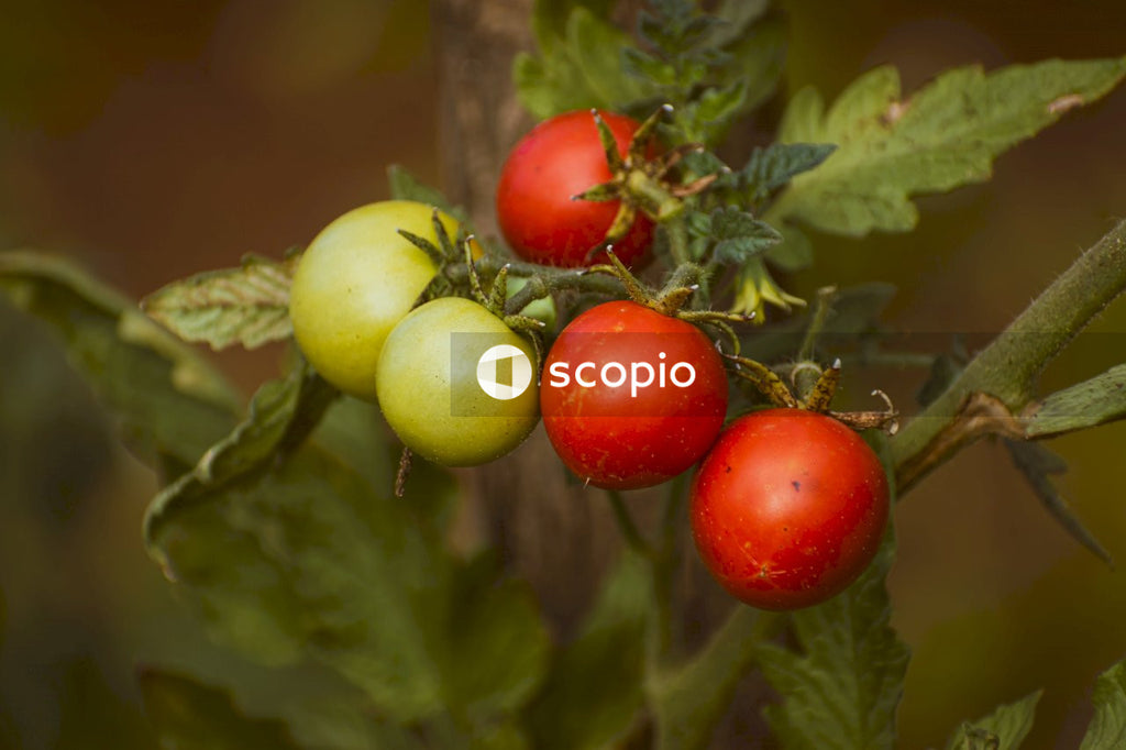 Green and red round fruits