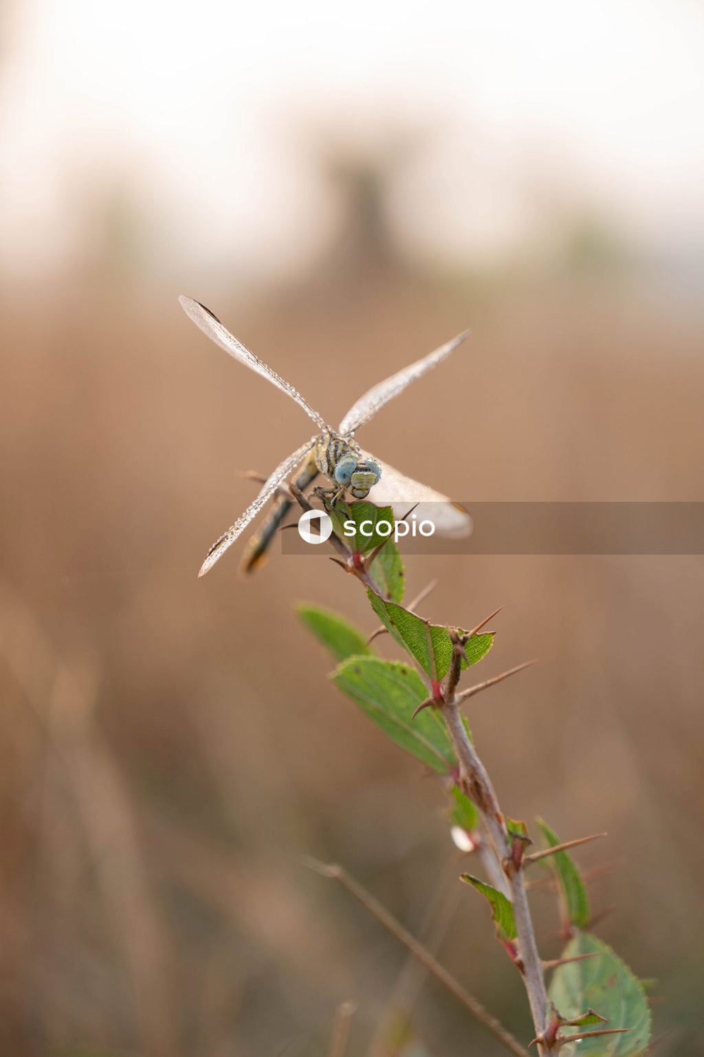 Green and white dragonfly on brown stem in tilt shift lens