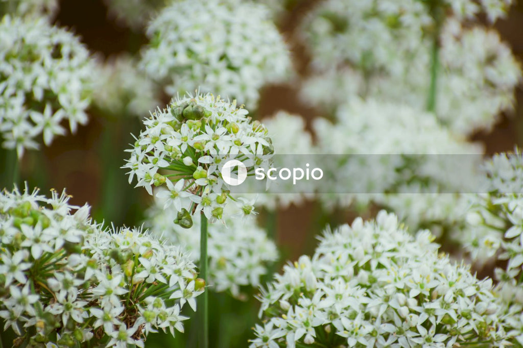 Green and white flower in close up