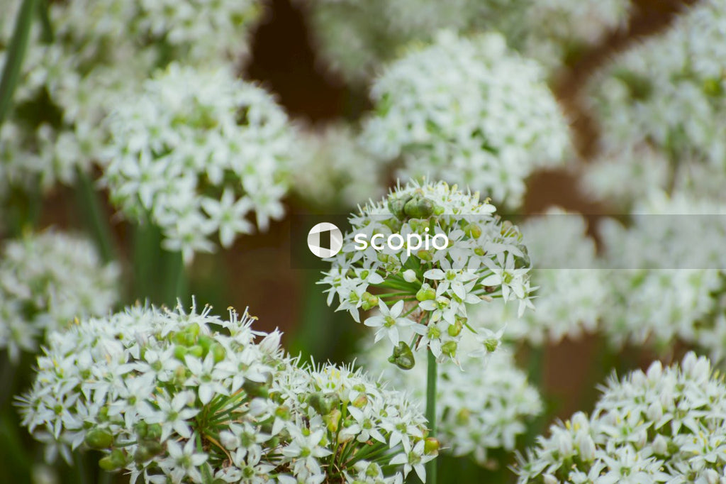 Green and white flower in close up