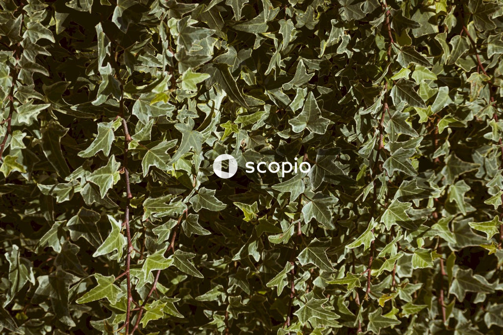 Green and white leaf plant