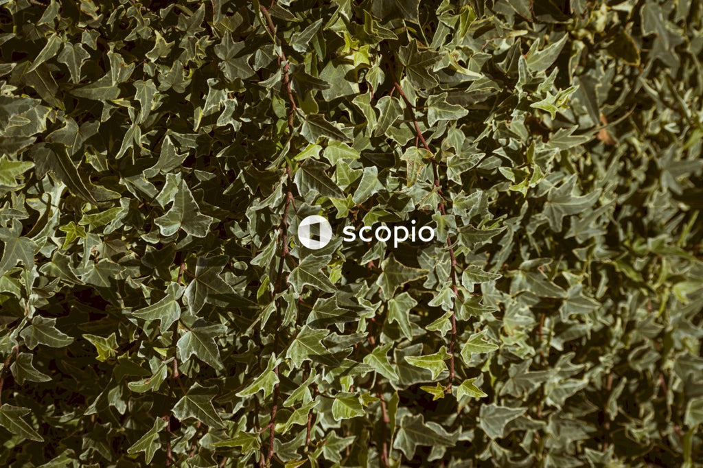 Green and white leaves on white wall