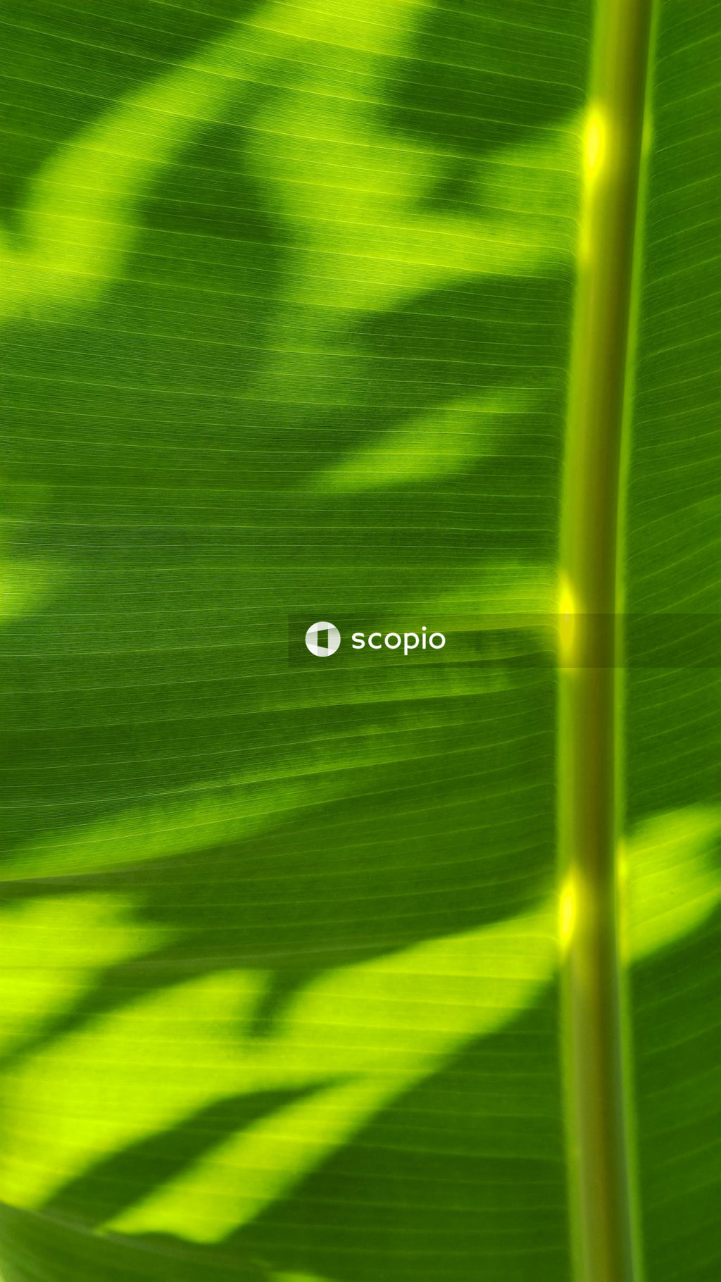 Green and white striped textile