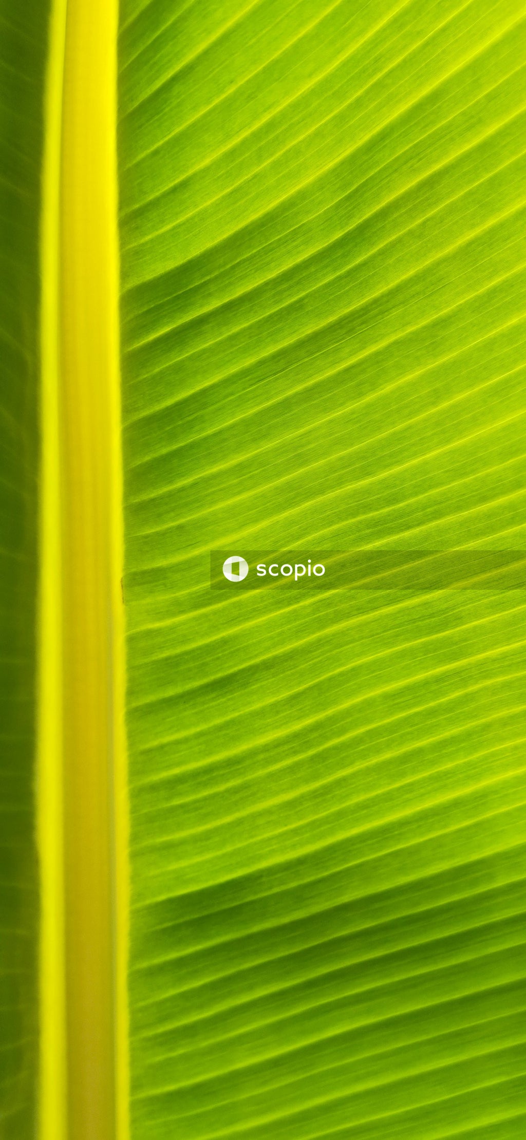 Green and yellow striped textile