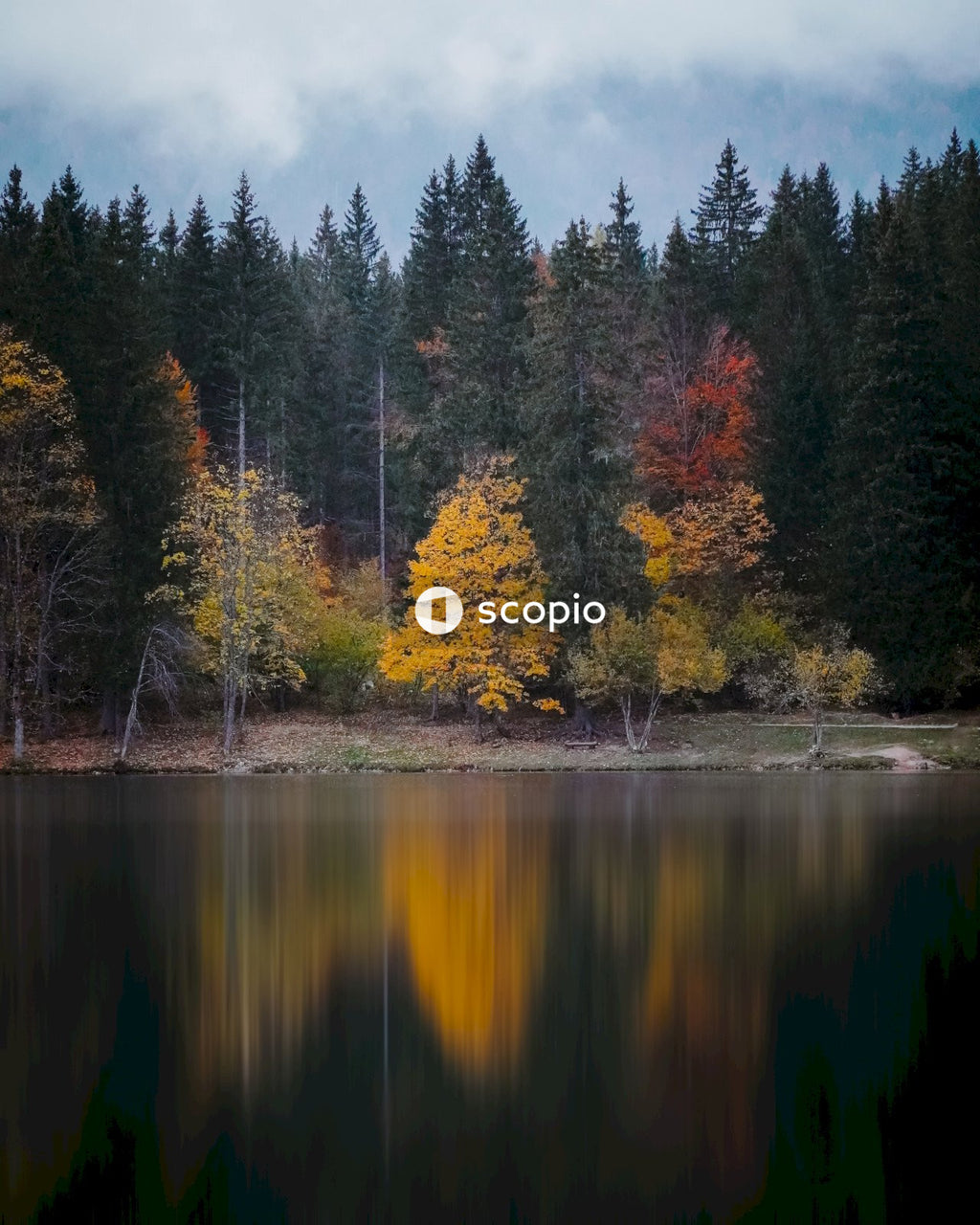 Green and yellow trees beside lake