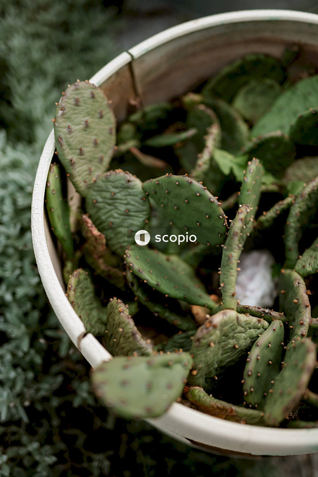 Green cactus plant in white pot