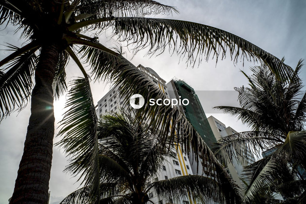 Green coconut tree under blue sky