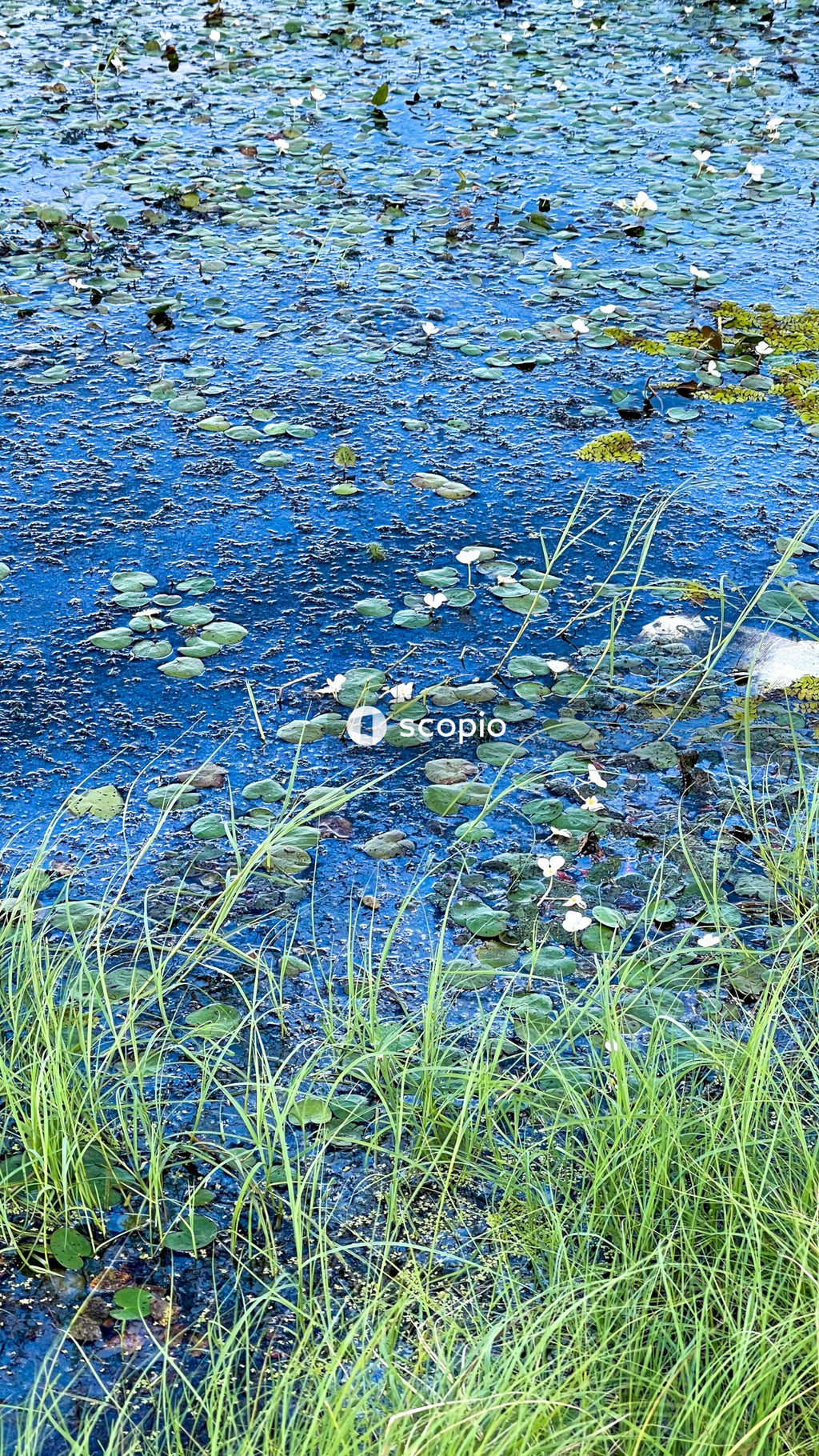 Green grass and blue water