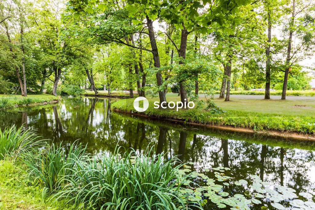Green grass and trees beside river