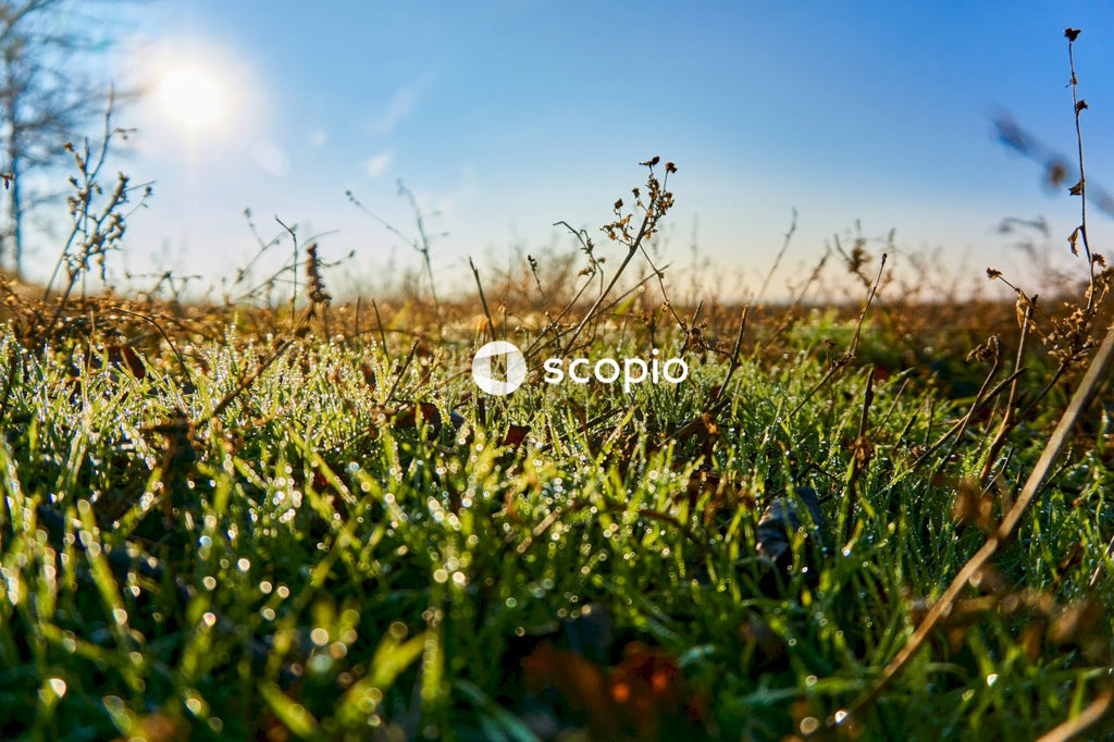 Green grass field