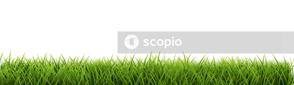 Green grass field