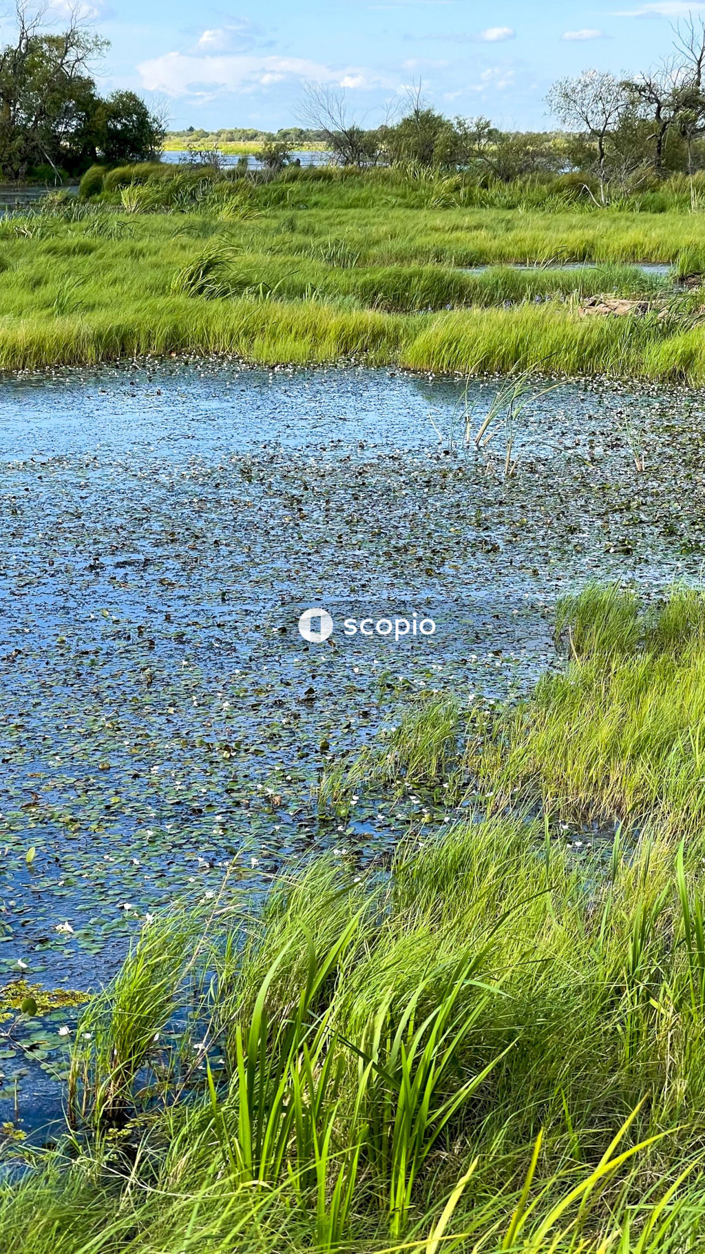 Green grass field near body of water