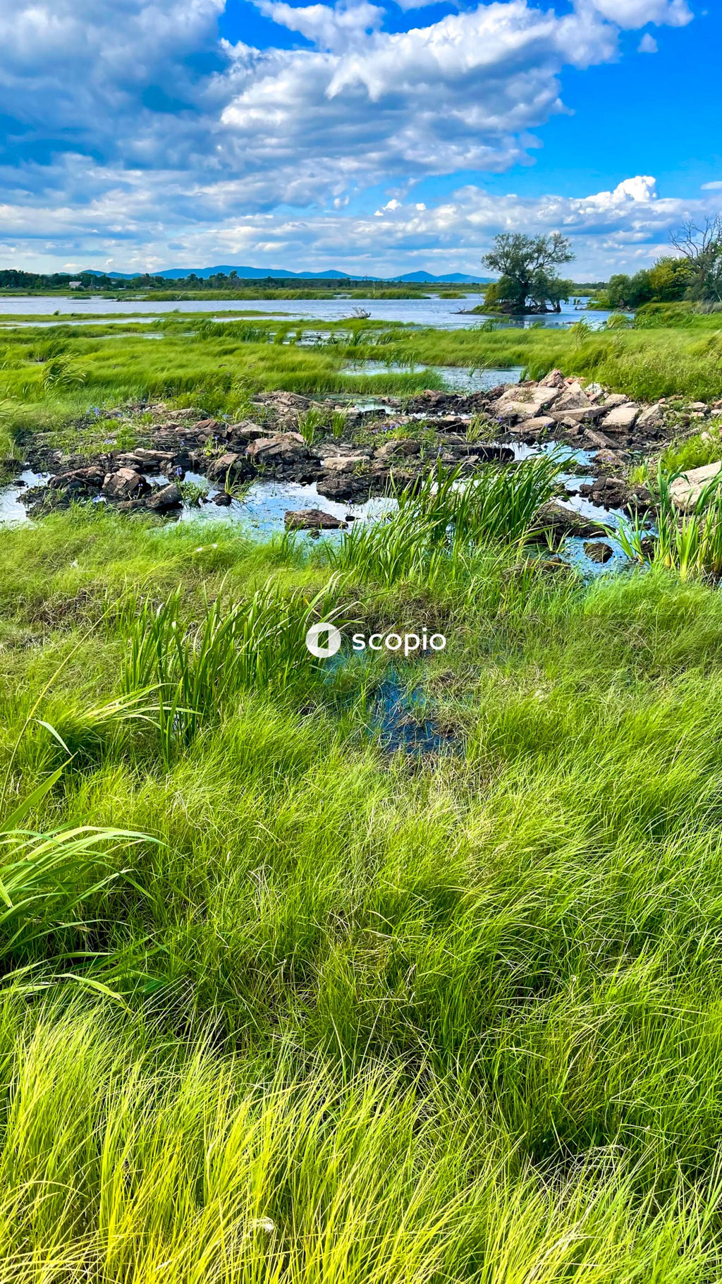 Green grass field near body of water