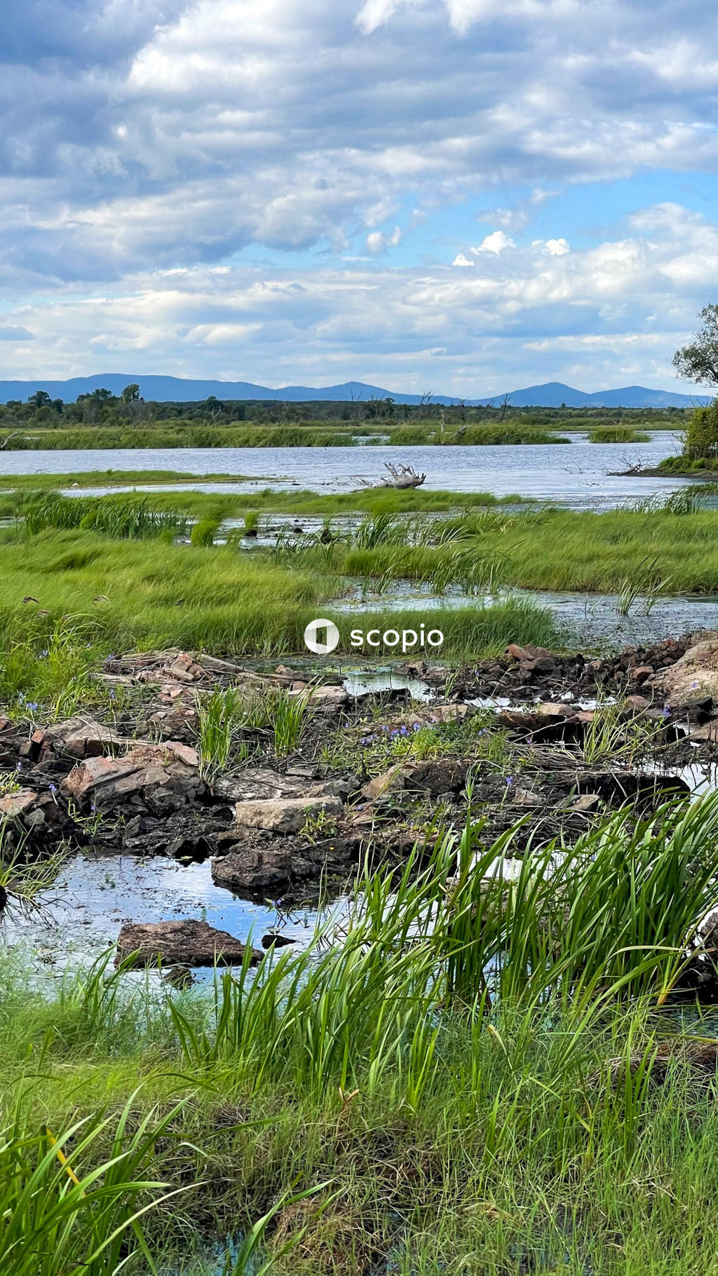 Green grass field near body of water