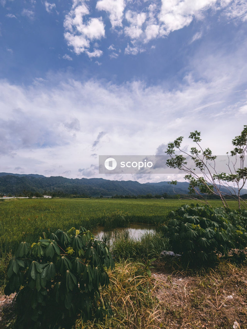 Green grass field near lake under white clouds and blue sky