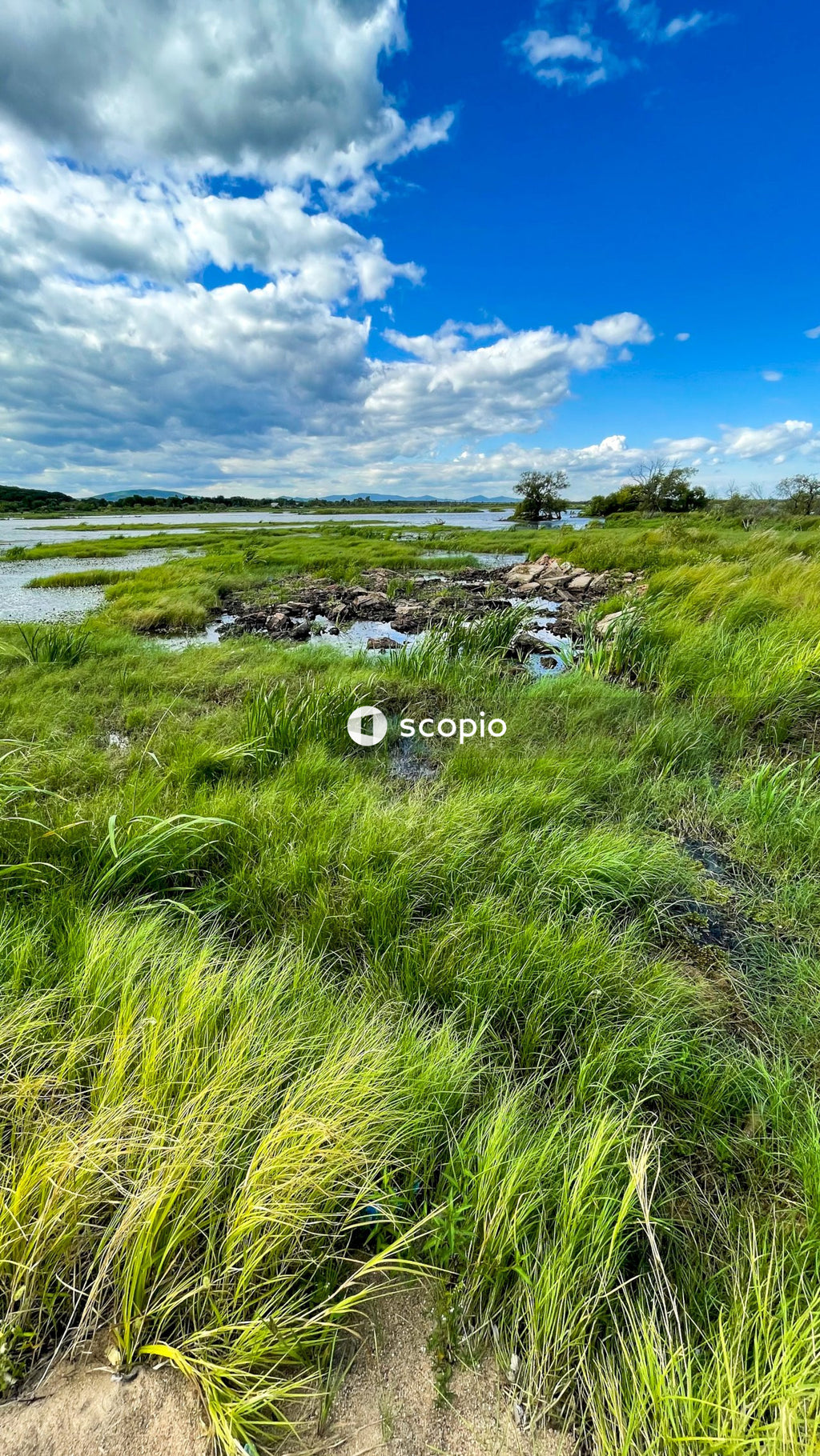 Green grass field under blue sky