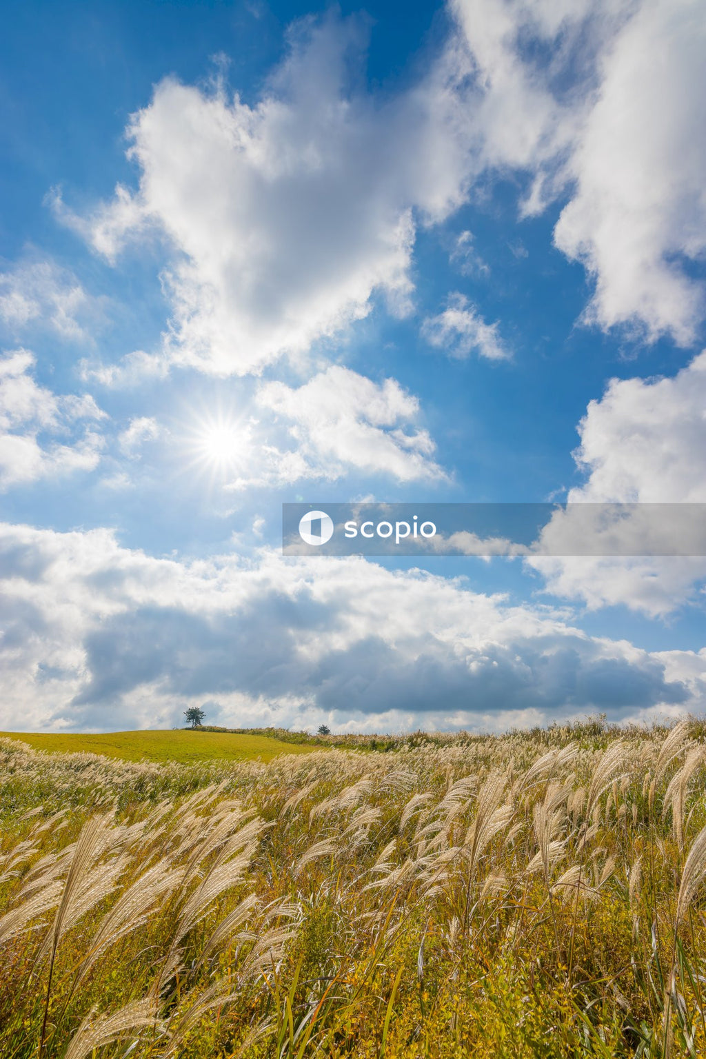 Green grass field under blue sky and white clouds